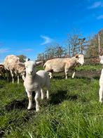 Wiltshire Horn ooien met lammeren, Dieren en Toebehoren, Schapen, Geiten en Varkens, Schaap, Vrouwelijk