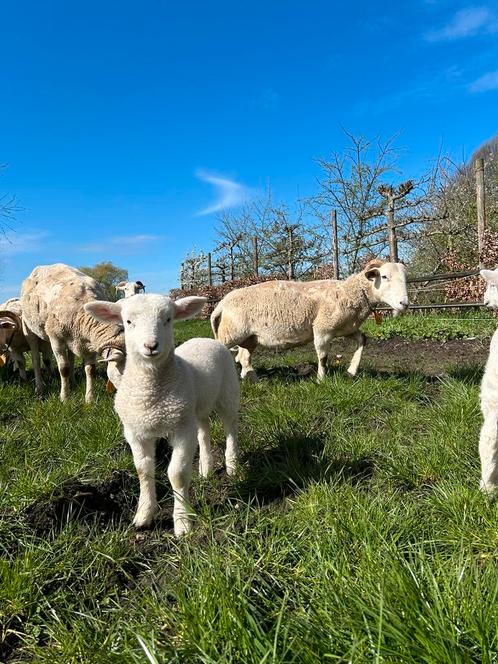 Wiltshire Horn ooien met lammeren, Animaux & Accessoires, Moutons, Chèvres & Cochons, Mouton, Femelle