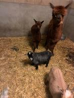 Jong. Geitje. Mieke, Dieren en Toebehoren, Januari, Vrouwelijk