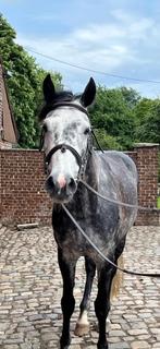 Te koop: Veelzijdige 6-jarige ruin van Levisto, Hongre, M, Cheval de saut, 3 à 6 ans