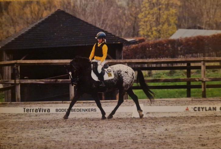 D pony ruin 9 jaar, Dieren en Toebehoren, Pony's, Ruin