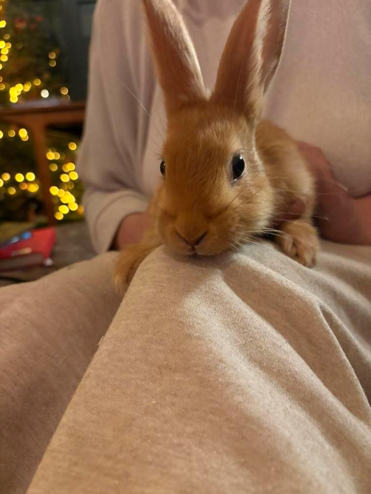 Jonge konijntjes mogen het nest verlaten, Dieren en Toebehoren, Konijnen, Groot, Meerdere dieren, 0 tot 2 jaar