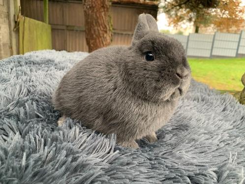 Kleurdwerg blauwe voedster, Dieren en Toebehoren, Konijnen, Dwerg, Vrouwelijk