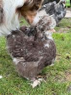 USA zijdehoen broed eieren, Dieren en Toebehoren