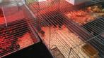 dag kuikentjes 10 verschillende rassen uitkomst 24 juni, Dieren en Toebehoren, Pluimvee, Vrouwelijk, Kip