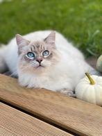 TWEE Siberische katten - Neva masquerade, Dieren en Toebehoren, Katten en Kittens | Raskatten | Langhaar, Kater, Gechipt, 3 tot 5 jaar