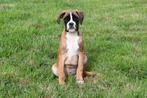 Boxer pups te koop