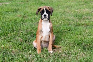Boxer pups te koop beschikbaar voor biedingen