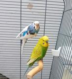 Couple de perruche avec une grande cage, Animaux & Accessoires, Plusieurs animaux, Perruche