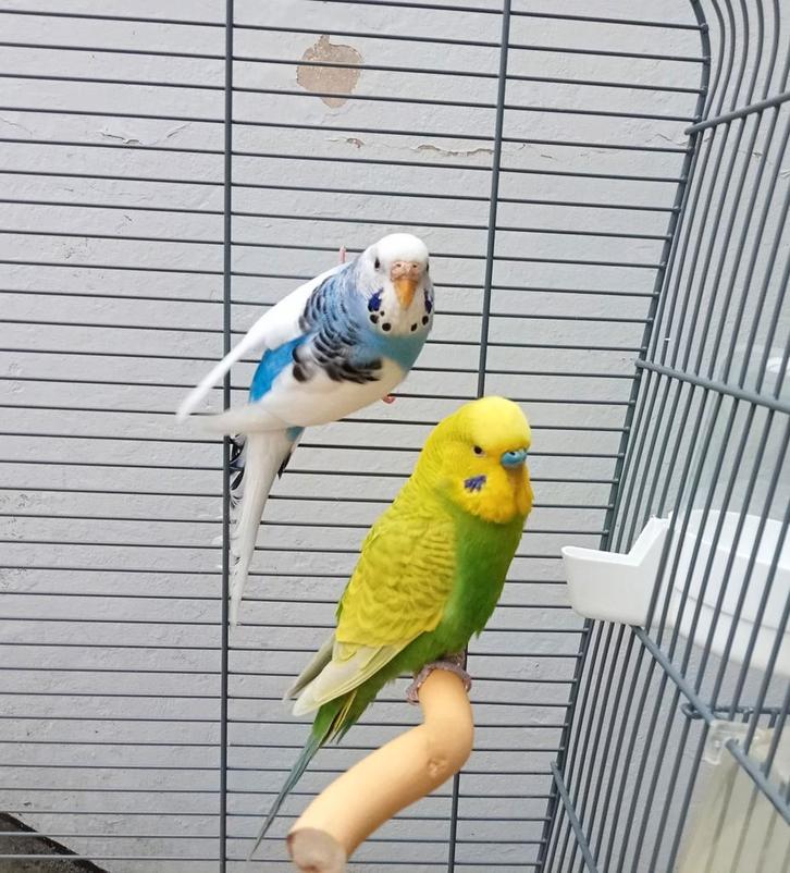 Couple de perruche avec une grande cage, Animaux & Accessoires, Oiseaux | Perruches & Perroquets, Perruche, Plusieurs animaux