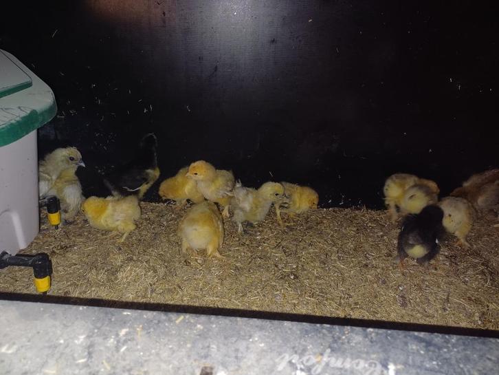 Brahma en mechelse koekoek kuikens, Dieren en Toebehoren, Pluimvee, Kip, Geslacht onbekend
