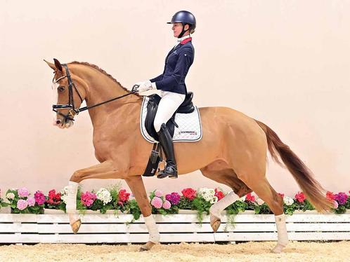 Veelbelovende 4-jarige merrie, Dieren en Toebehoren, Paarden, Merrie, B, 170 tot 175 cm, 3 tot 6 jaar, Dressuurpaard, Met stamboom