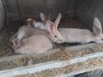 Mooi konijnen te koop, Dieren en Toebehoren, Schapen, Geiten en Varkens