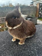 Kleurdwerg ram, Dieren en Toebehoren, Mannelijk, Dwerg, 0 tot 2 jaar