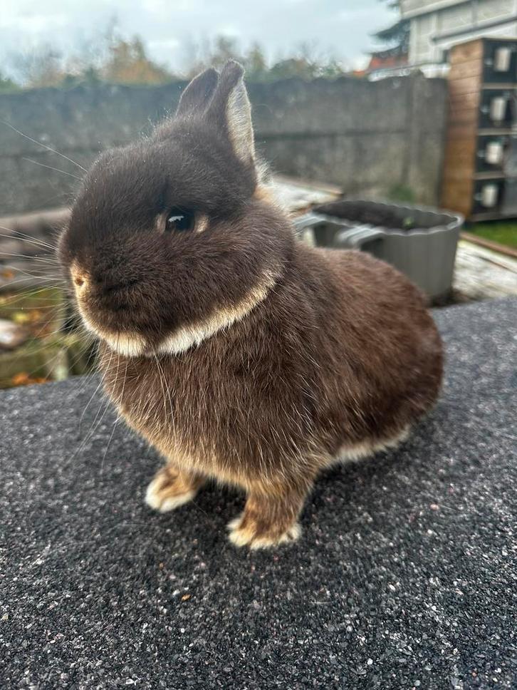Kleurdwerg ram, Dieren en Toebehoren, Konijnen, Dwerg, Mannelijk, 0 tot 2 jaar