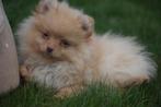 Pomeriaan pups dwergkees keeshond pup, Dieren en Toebehoren, België, Keeshond, 8 tot 15 weken, CDV (hondenziekte)