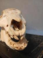 Velina schedel voledig, Verzamelen, Dierenverzamelingen, Ophalen of Verzenden, Nieuw, Wild dier, Schedel
