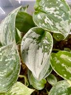 Scindapsus silvery ann stekjes, Huis en Inrichting, Kamerplanten, Ophalen of Verzenden