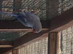 pennant parkiet man, Dieren en Toebehoren