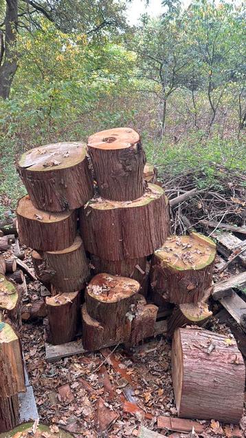 Brandhout van Cunninghamia lanceolata beschikbaar voor biedingen