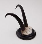 Antieke GEMS hoorns / gewei op rond schild - rond 1920 (# D), Ophalen of Verzenden, Gebruikt, Wild dier, Gewei of Kop