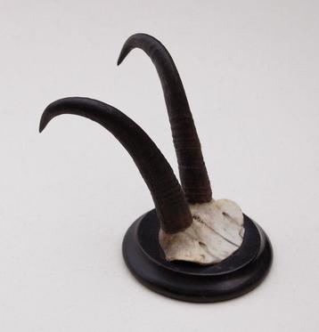 Antieke GEMS hoorns / gewei op rond schild - rond 1920 (# D) beschikbaar voor biedingen