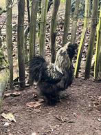 Zijdehoender haan, Dieren en Toebehoren