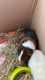 Cavia beertje  gratis, Dieren en Toebehoren, Knaagdieren