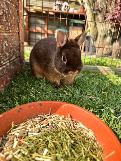 Jong choco tan moertje, Dieren en Toebehoren, Konijnen, Dwerg, Vrouwelijk, 0 tot 2 jaar