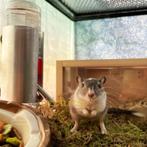 Drinkfleshouder voor Gerbilarium – Stevig en Praktisch, Dieren en Toebehoren, Knaagdieren en Konijnen | Toebehoren, Ophalen of Verzenden