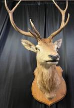 GROSSE tête de cerf sur planche de chêne d'origine ! ! !, Collections, Enlèvement, Utilisé, Cerf, Bois ou Tête