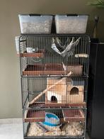 2 Chinchilla’s + kooi en accesoires, Dieren en Toebehoren, Knaagdieren, Januari, Mannelijk, Chinchilla