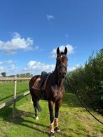 Super braaf paard te koop wegens stopzetting hobby, Dieren en Toebehoren, Paarden, Ruin, 170 tot 175 cm, Gechipt, 11 jaar of ouder