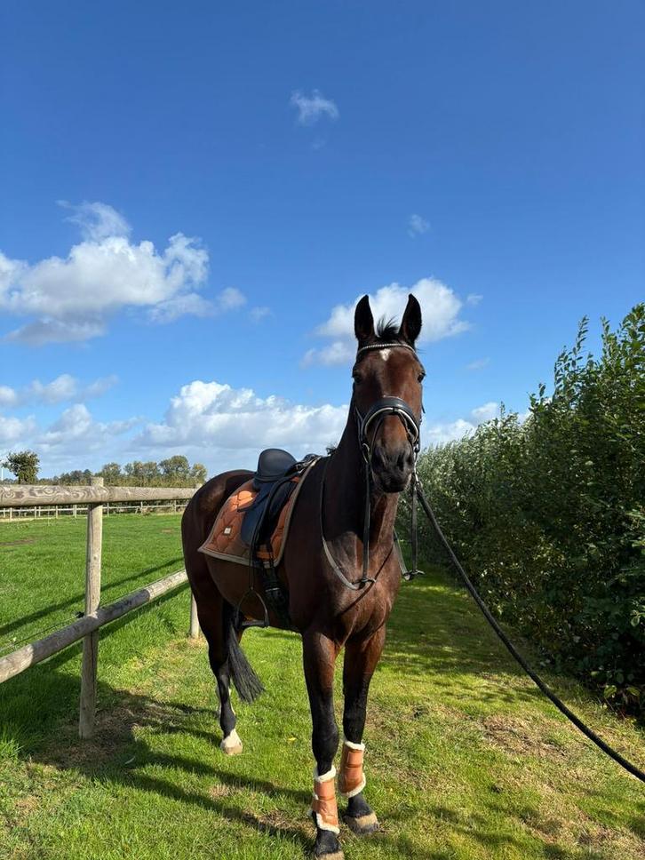 Super braaf paard te koop wegens stopzetting hobby, Dieren en Toebehoren, Paarden, Ruin, 170 tot 175 cm, 11 jaar of ouder, Gechipt