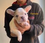 French Bulldog Ouders aanwezig (geen import), Dieren en Toebehoren, Honden | Bulldogs, Pinschers en Molossers, België, Particulier