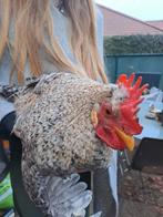 Horloge manuelle Crea Legbar, Animaux & Accessoires