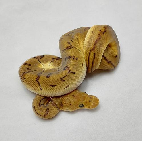 Pinstripe Clown het Pied koningspython vrouw, Dieren en Toebehoren, Reptielen en Amfibieën, Slang, 0 tot 2 jaar, Tam