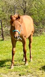 Quarter Horse merrie , 1 jaar, Red dun, Dieren en Toebehoren, Paarden, Westernpaard, Onbeleerd, Merrie, 0 tot 2 jaar
