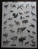 Vintage Wildposter op hardboard, Enlèvement