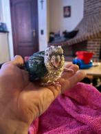 handtamme pyrrhura split creme ino, Dieren en Toebehoren, Vogels | Parkieten en Papegaaien