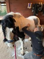 Scheren van pony's en paarden, Dieren en Toebehoren, Ophalen