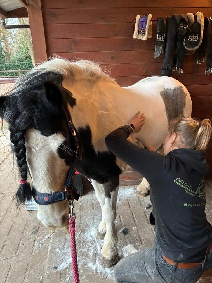 Scheren van pony's en paarden, Dieren en Toebehoren, Paarden en Pony's | Verzorgingsproducten, Ophalen