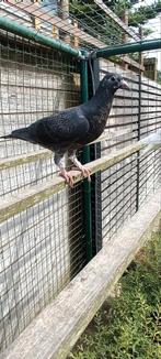 Reisduif, Dieren en Toebehoren, Vogels | Duiven