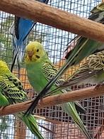 4 parkieten, Dieren en Toebehoren, Vogels | Parkieten en Papegaaien