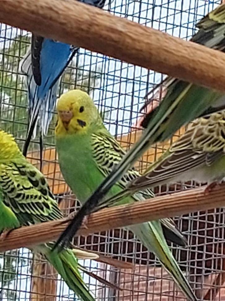 4 parkieten, Dieren en Toebehoren, Vogels | Parkieten en Papegaaien
