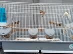 Timbrado kanaries, Dieren en Toebehoren, Mannelijk, Zangkanarie