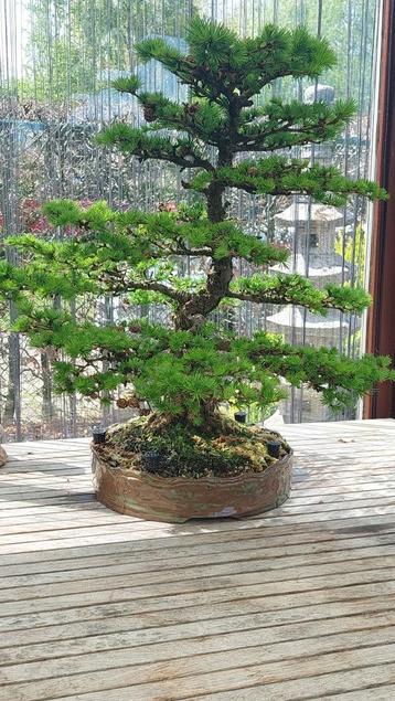 Bonsai Lork beschikbaar voor biedingen