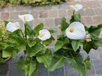 Aronskelken, Tuin en Terras, Planten | Tuinplanten, Ophalen, Bodembedekkers