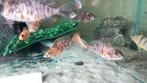 Aulonocara Firefish en multicolor vrouwen!