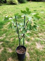 Vijgenboom, Tuin en Terras, Planten | Fruitbomen, Ophalen, Minder dan 100 cm, In pot, Vijgenboom